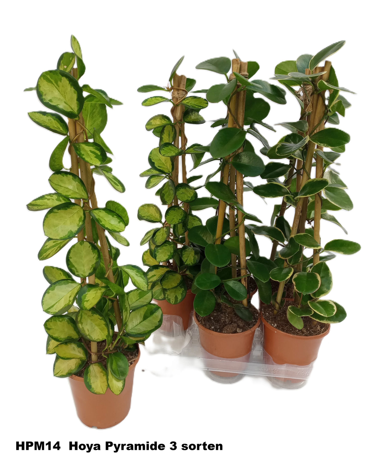 Hoya mix 58cm 15cm Pot