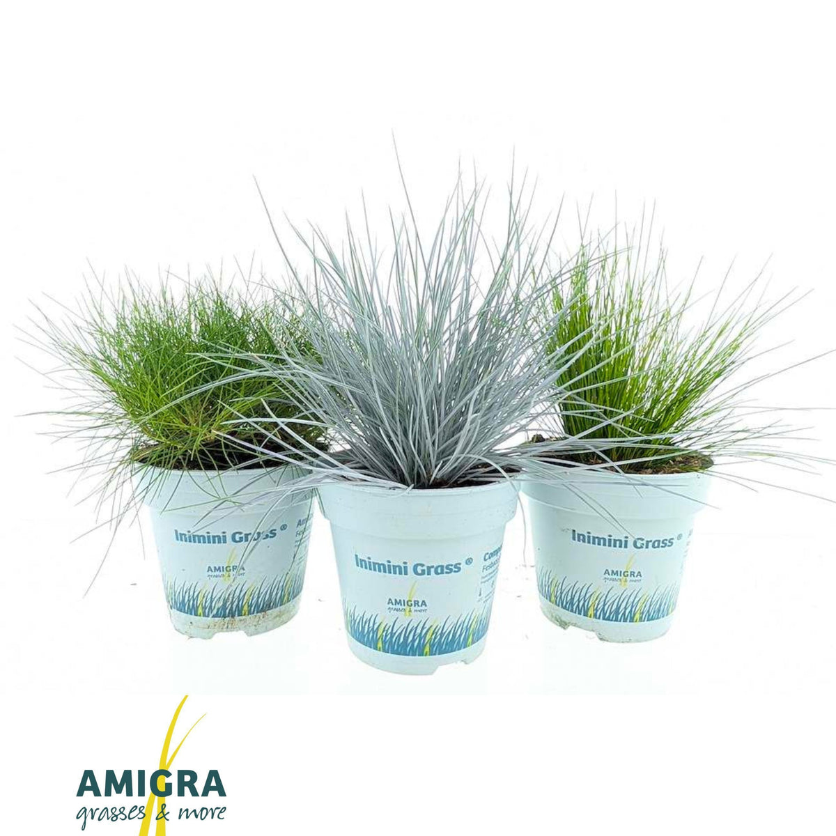 Grasses mix 20cm 10.5cm Pot