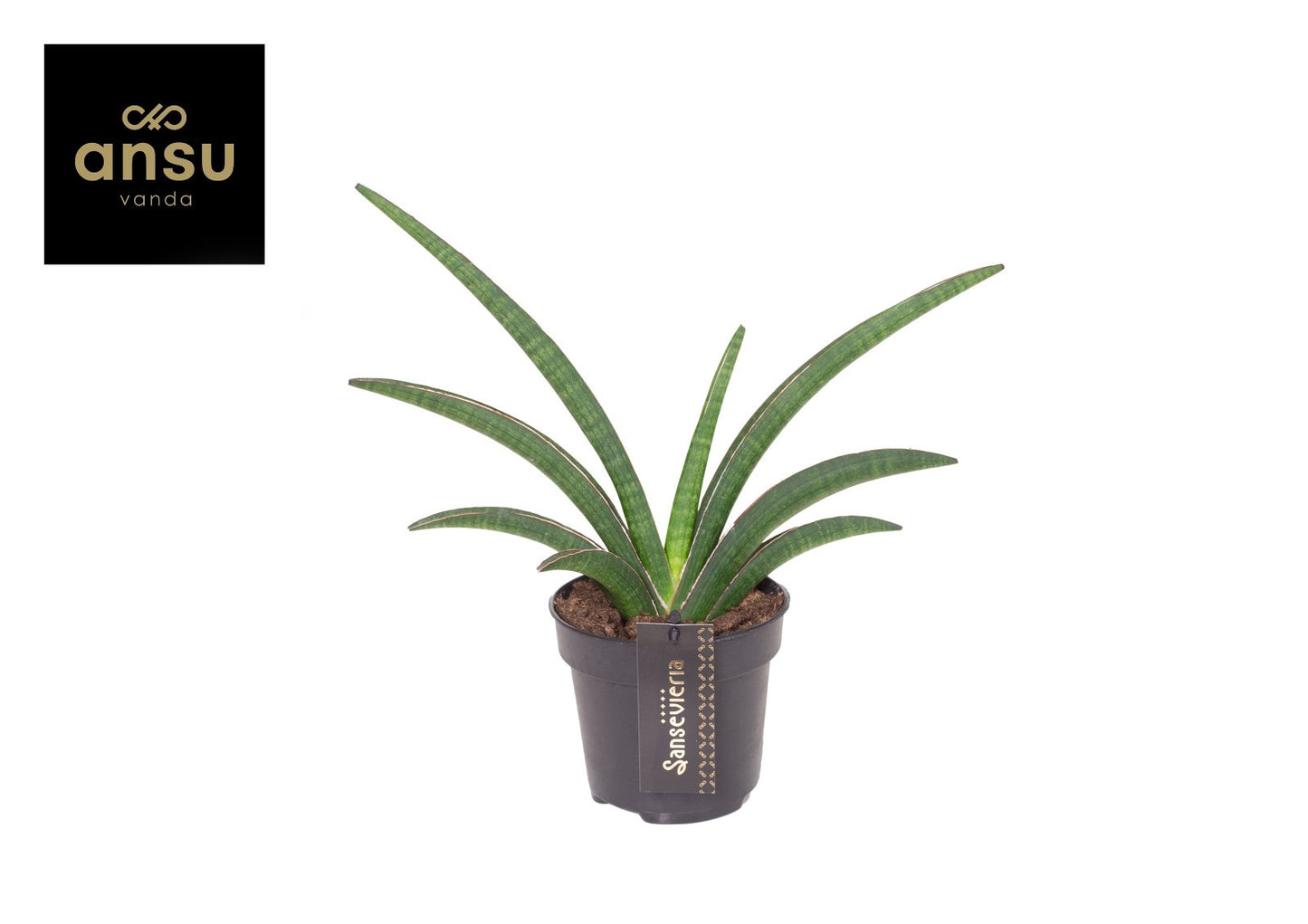 Sansevieria Tiara Grand Gazelle 50cm 12cm Pot