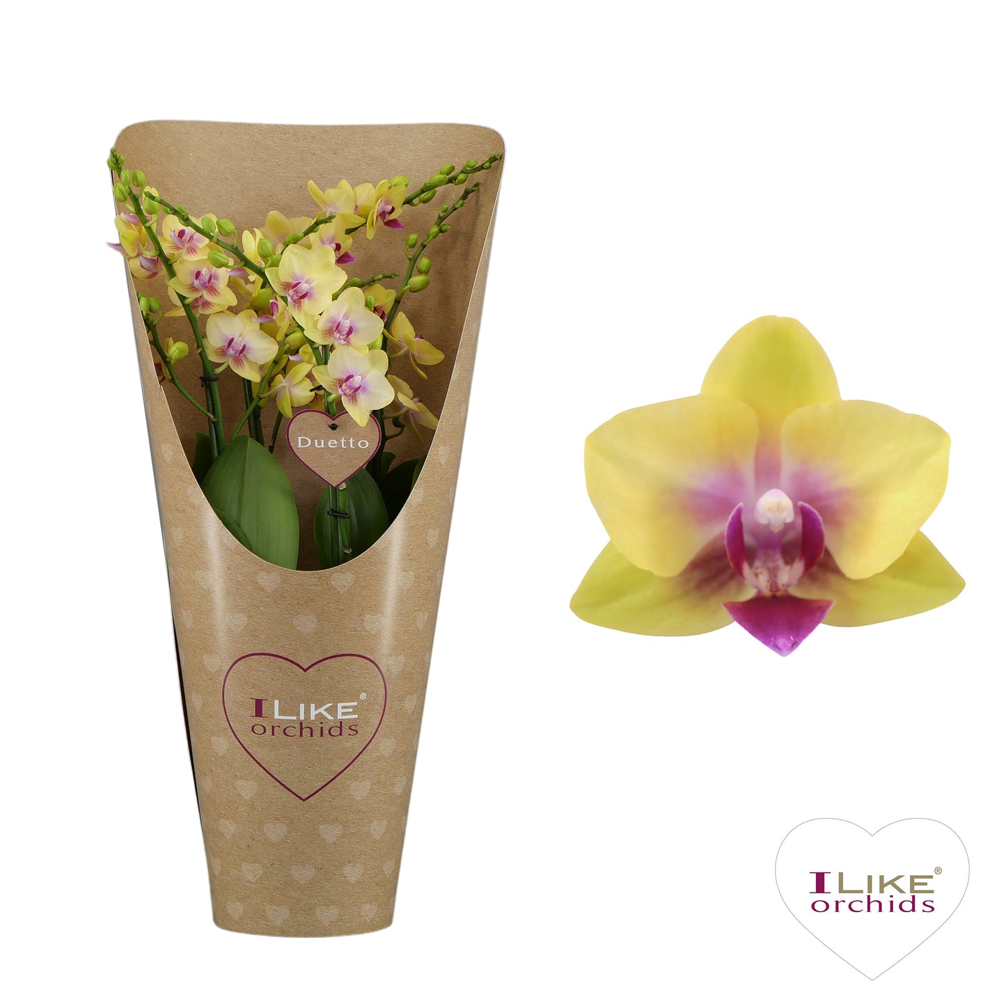 Phalaenopsis mf. Spunky 50cm 17cm Pot