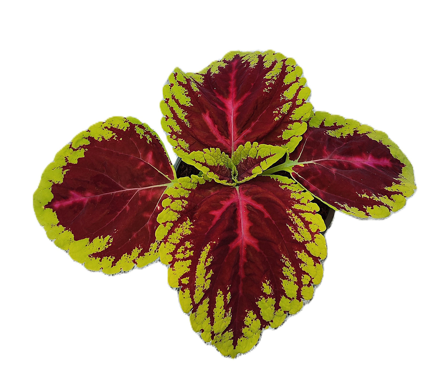 Coleus blu. Kong Rose 15cm 14cm Pot