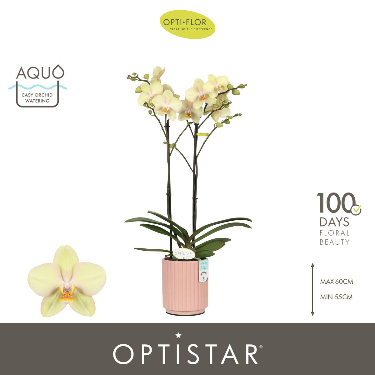 Phalaenopsis yellow 60cm 12cm Pot