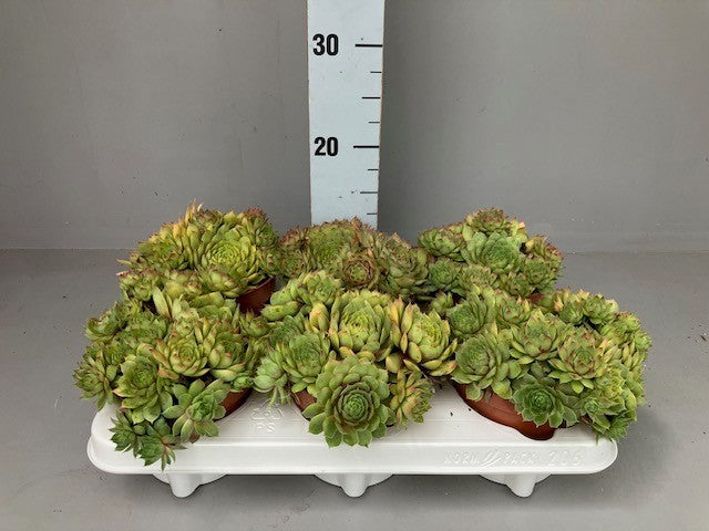 Sempervivum Chick Charms Gold Nugget 15cm 12cm Pot