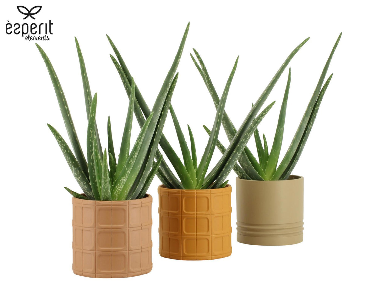 Aloe vera 40cm 12cm Pot