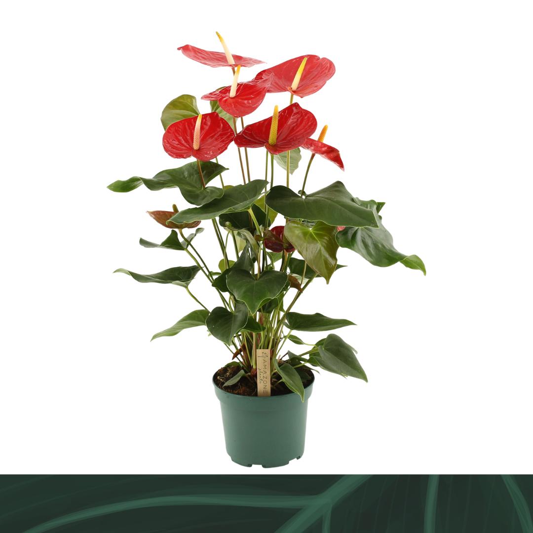 Anthurium Idaho 65cm 17cm Pot