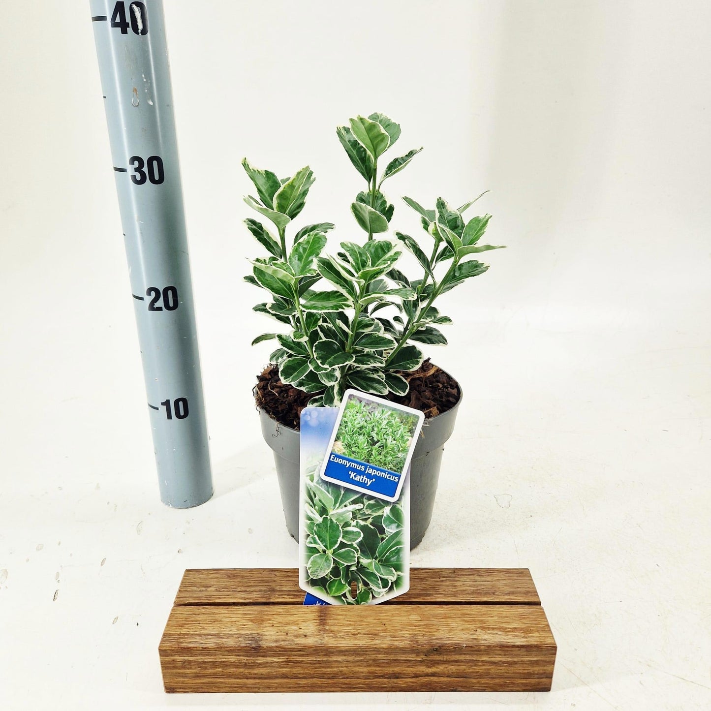 Euonymus Kathy 30cm 17cm Pot