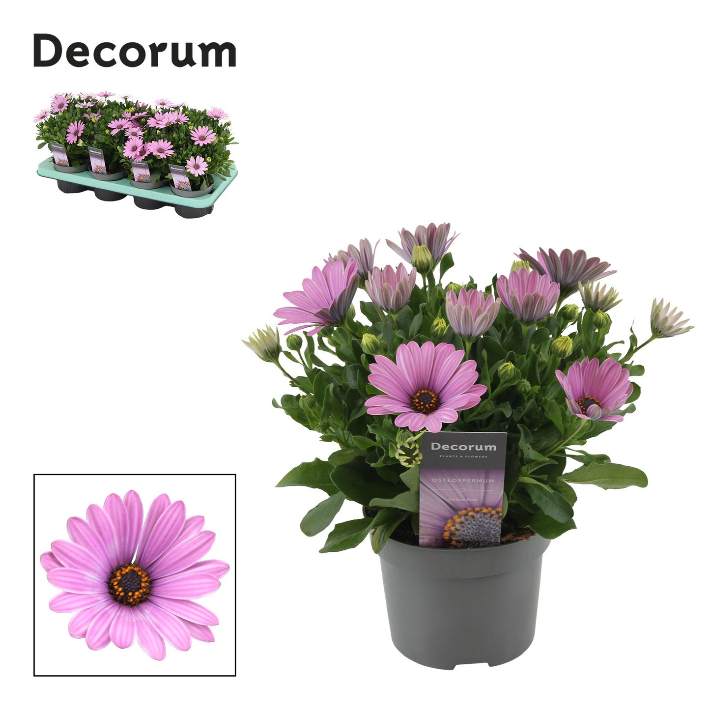 Osteospermum Cape Daisy Antique Rose 24cm 12cm Pot