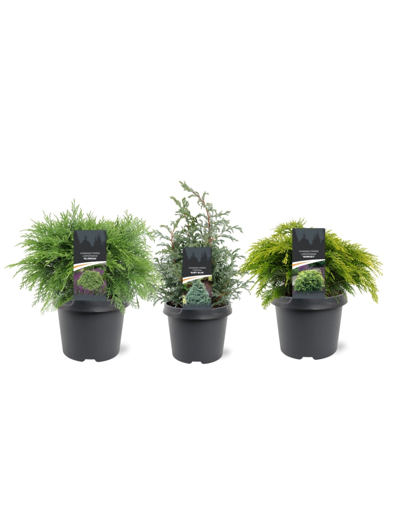 Chamaecyparis 45cm 19cm Pot