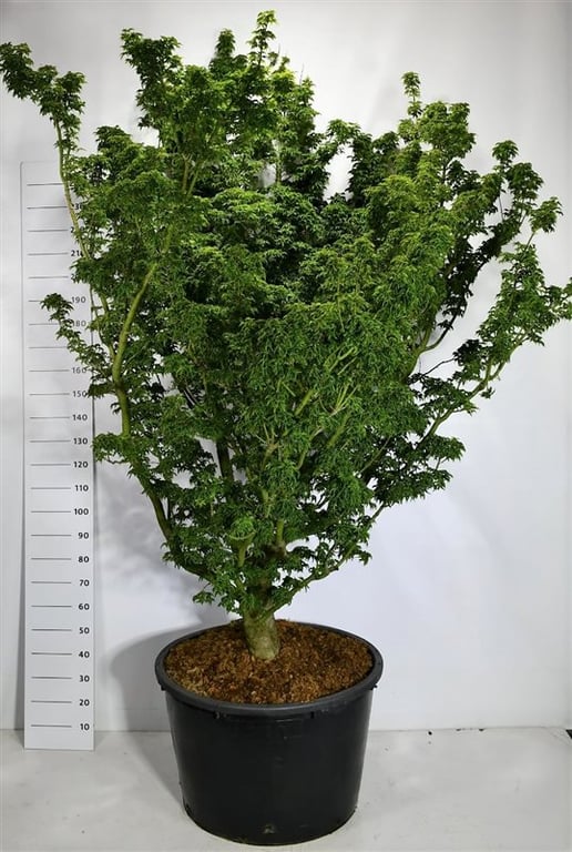 Acer Shishigashira 250cm 80cm Pot