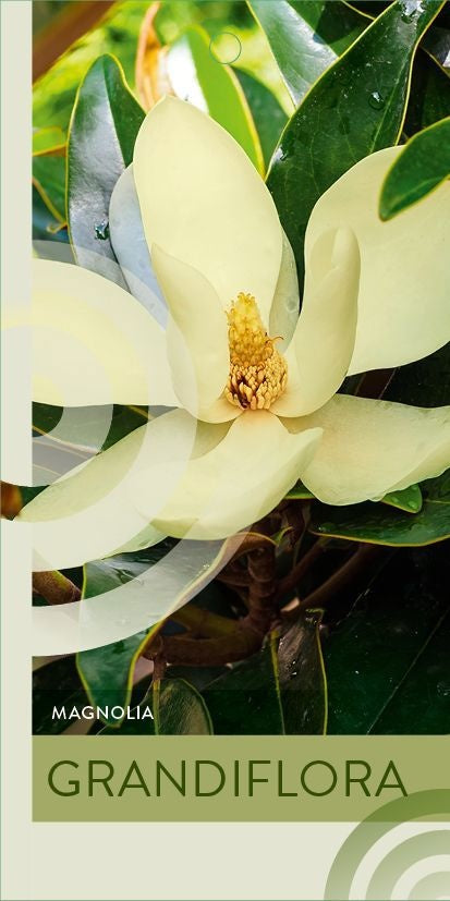 Magnolia grandiflora 100cm 23cm Pot