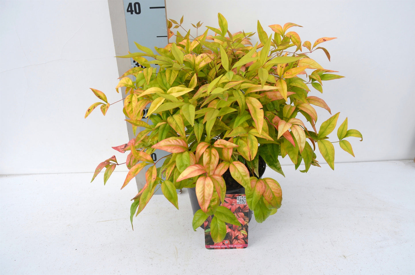 Nandina domestica Fire Power 25cm 17cm Pot