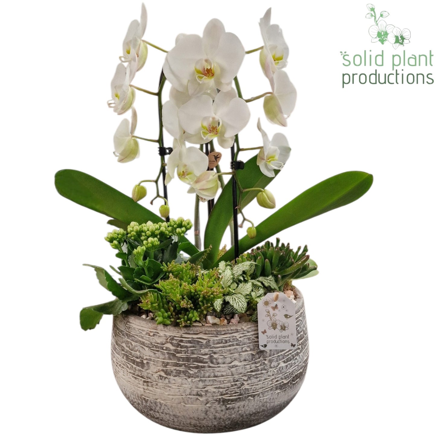 PH031 Dakota White 50cm 28cm Pot