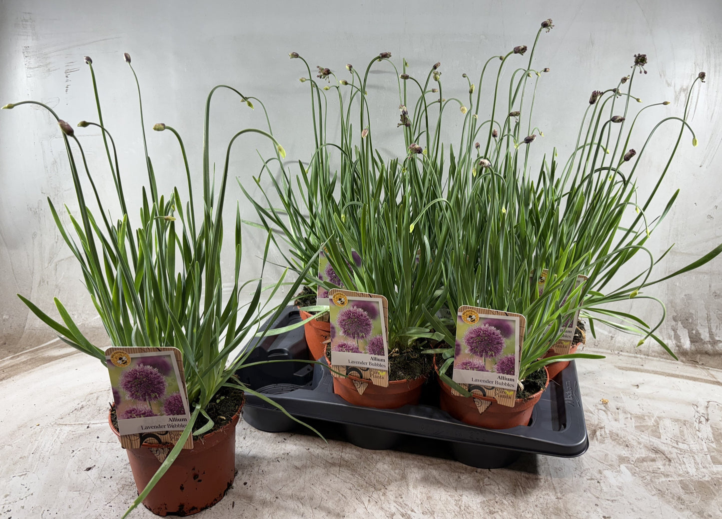 Allium Lavender Bubbles 60cm 17cm Pot