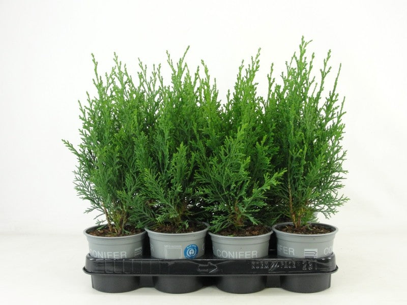Chamaecyparis Robusta 30cm 11cm Pot