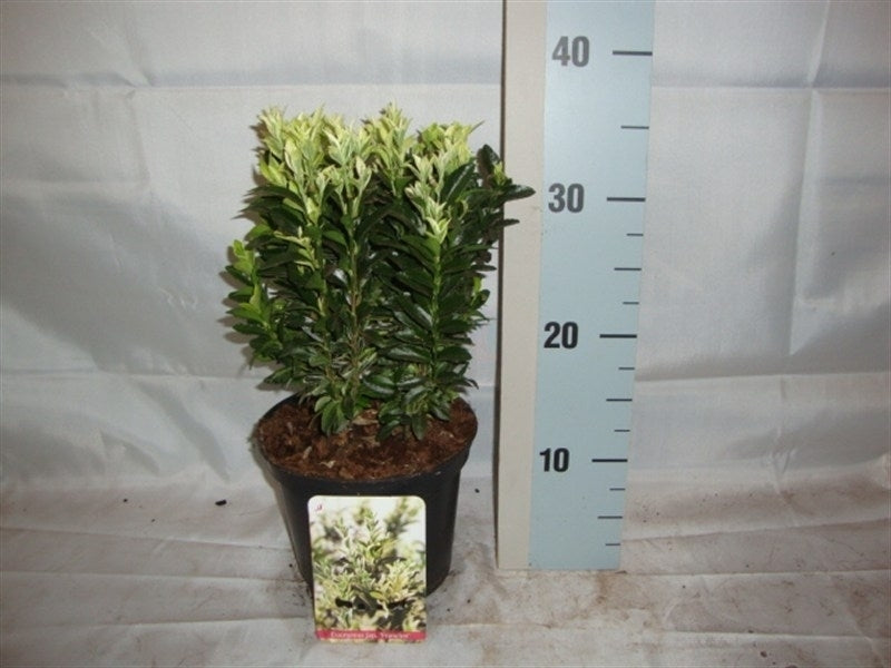 Euonymus japonicus 20cm 13cm Pot