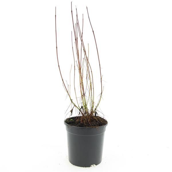 Cornus ser. Kelseyi 10cm 14cm Pot
