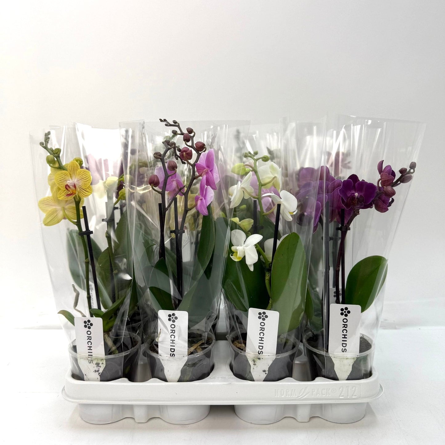 Phalaenopsis mix 30cm 9cm Pot