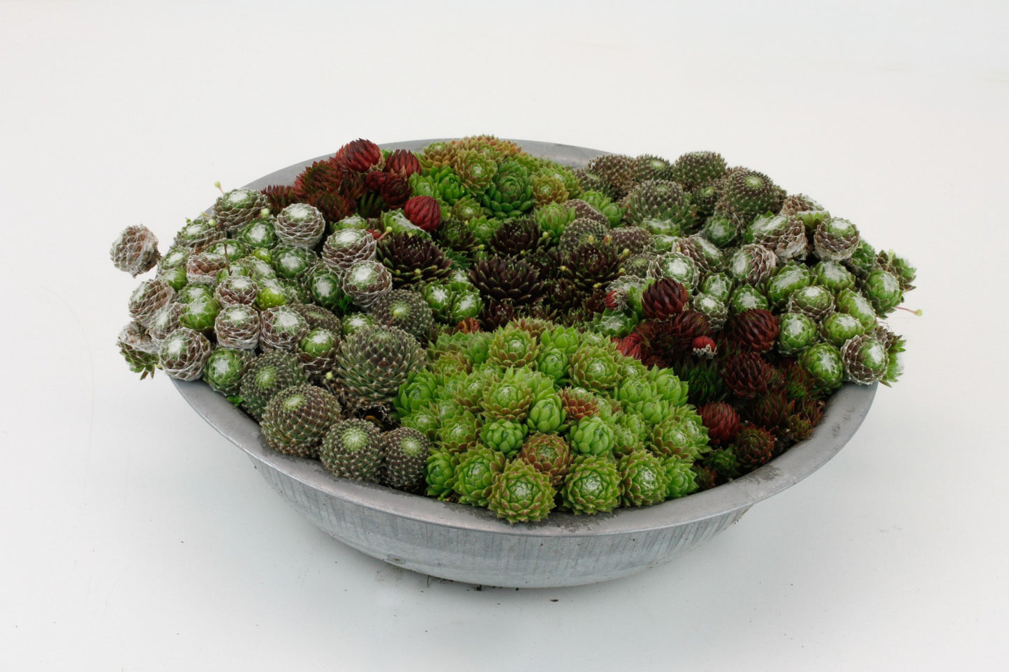 arr. Sempervivum zinken schaal 15cm 29cm Pot