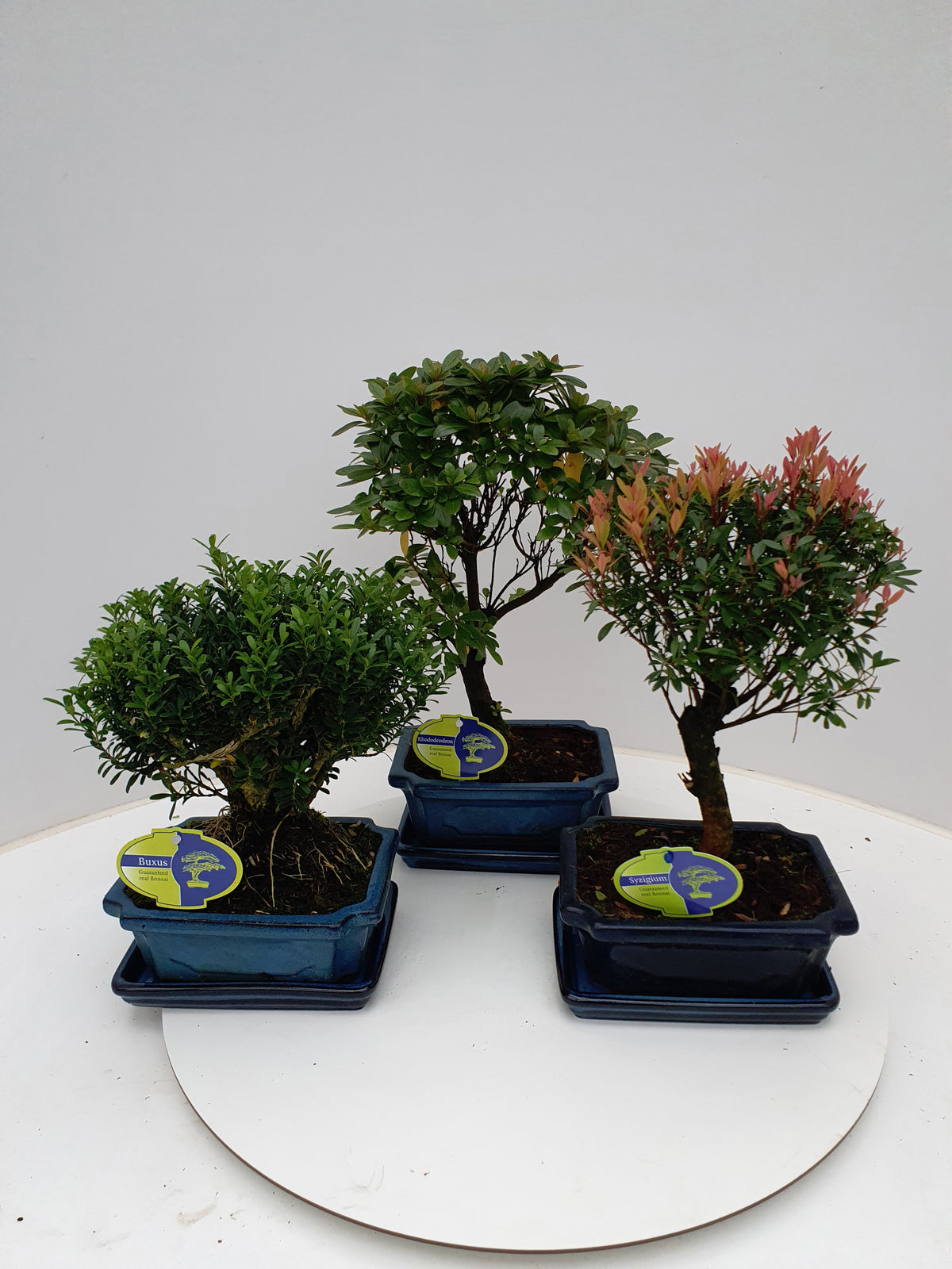 Bonsai mix (outdoor) 30cm 20cm Pot