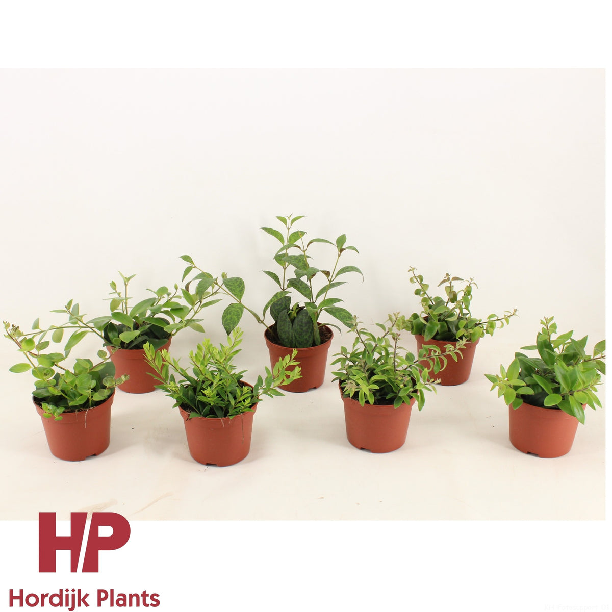 Aeschynanthus mix 15cm 12cm Pot