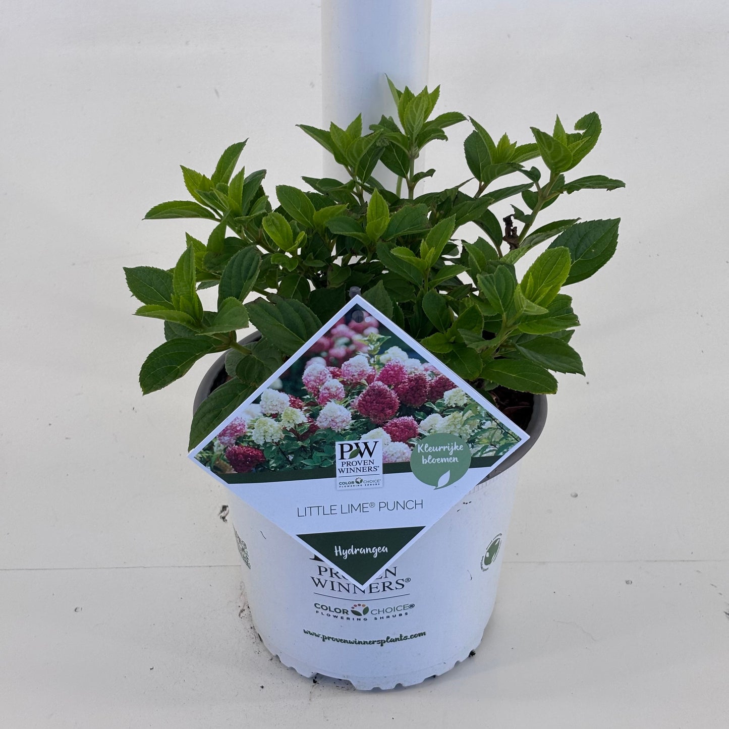 Hydrangea pan. Little lime 25cm 19cm Pot