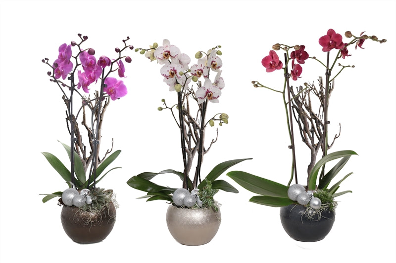 Phalaenopsis mix 55cm 12cm Pot