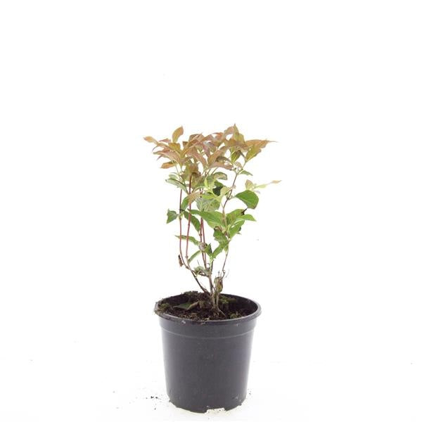 Diervilla splendens 25cm 14cm Pot