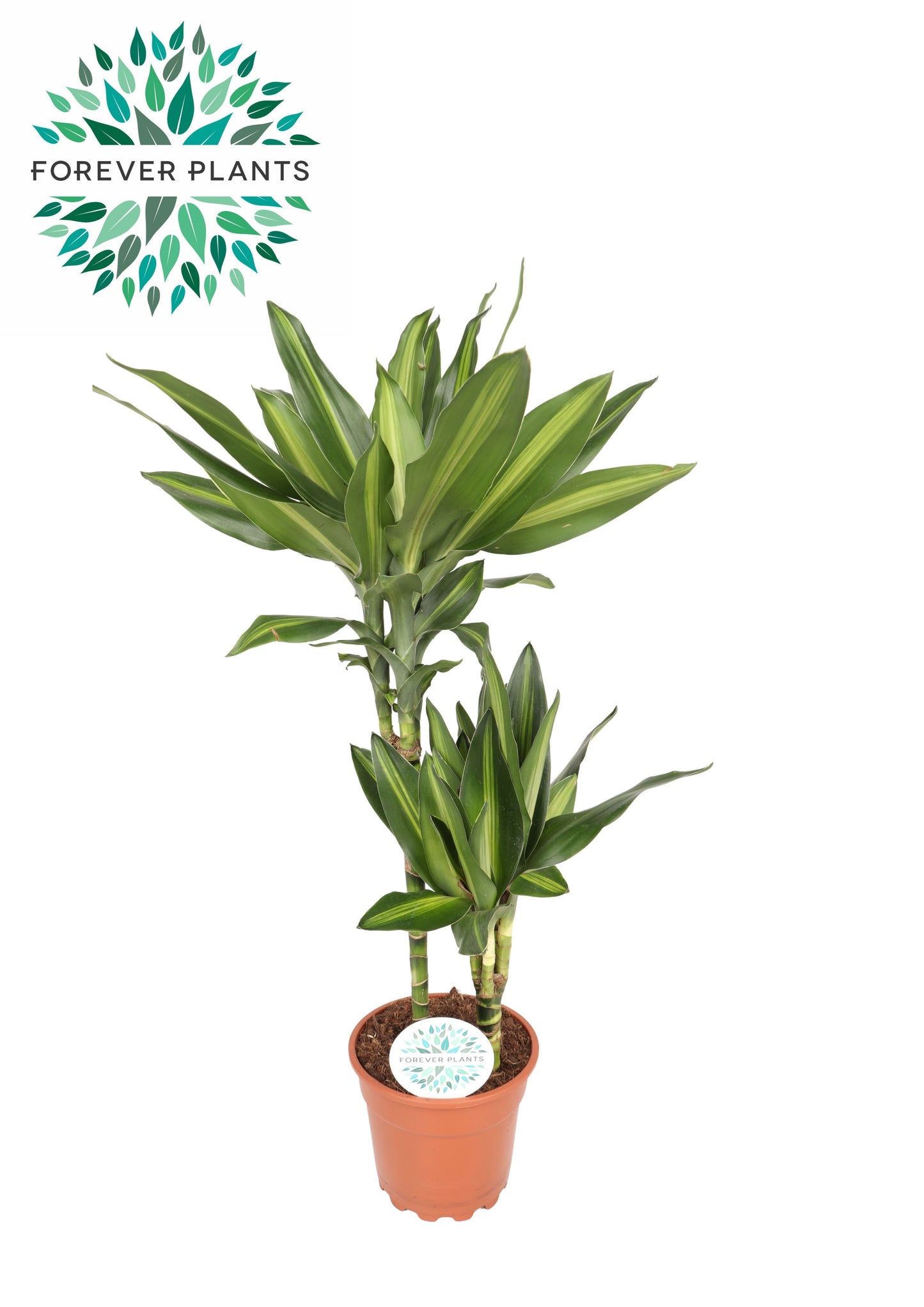Dracaena frag. Deremensis 75cm 17cm Pot