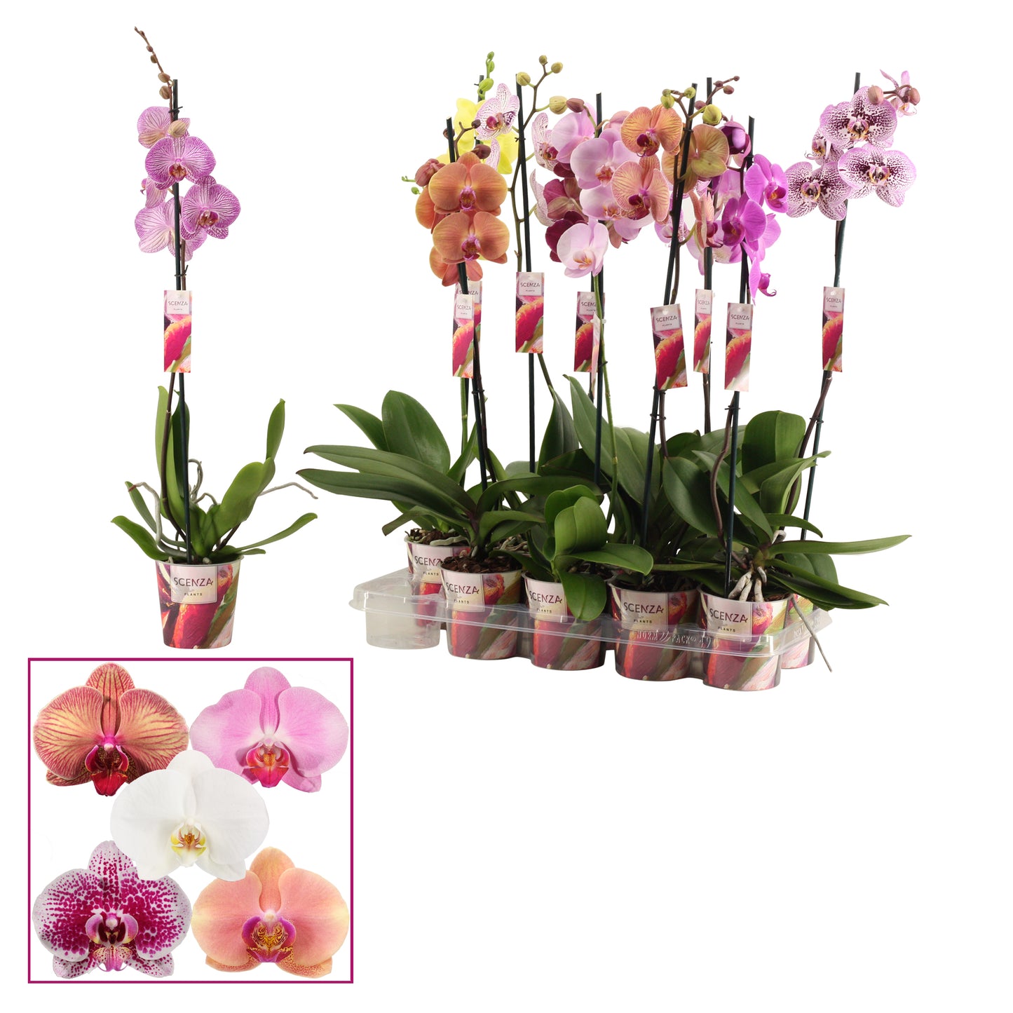 Phalaenopsis mix Scenza 55cm 12cm Pot