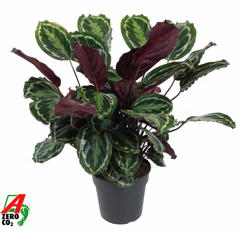 Calathea Medallion 90cm 27cm Pot