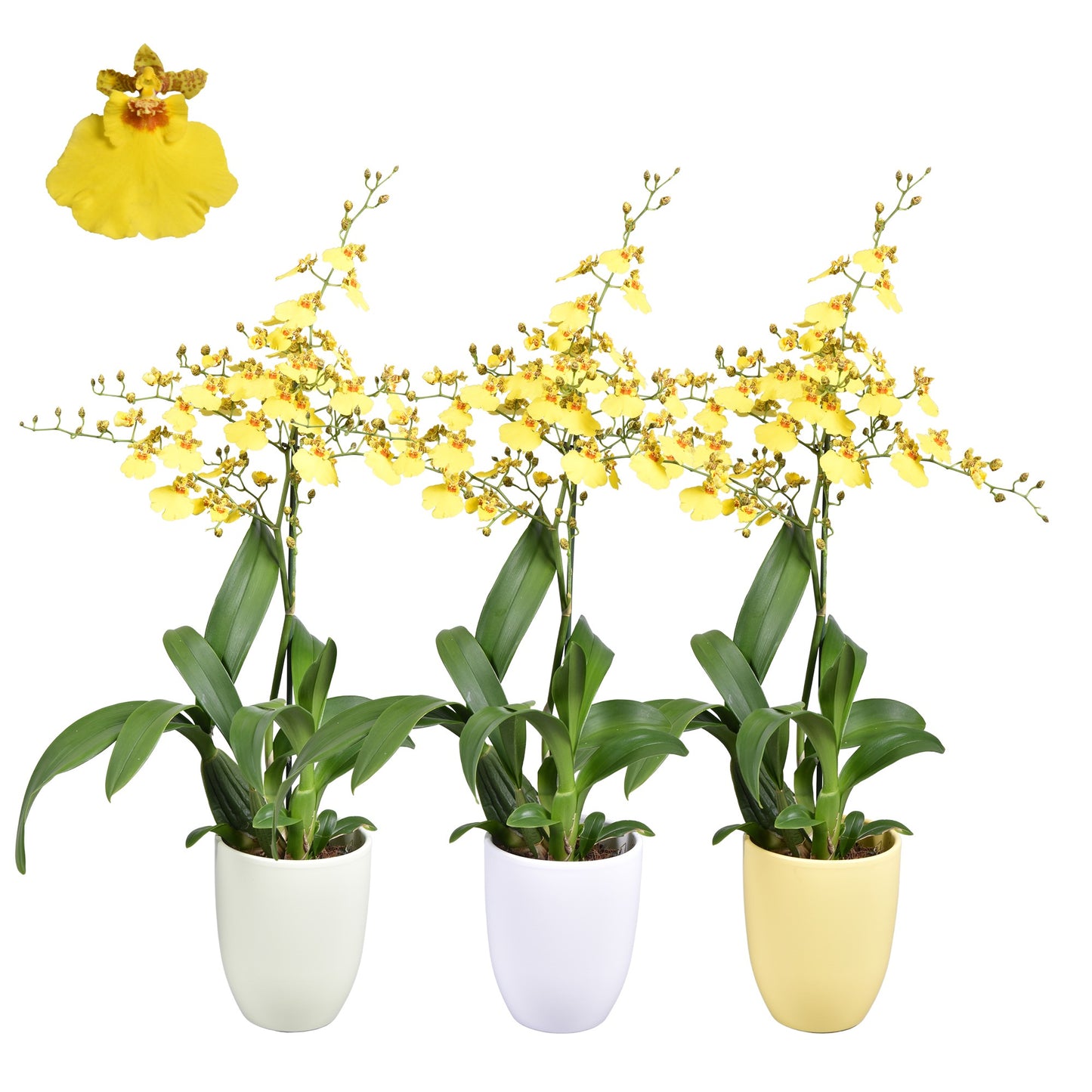 Oncidium Muensterland Stern (+ drp.ceramic) 55cm 14cm Pot