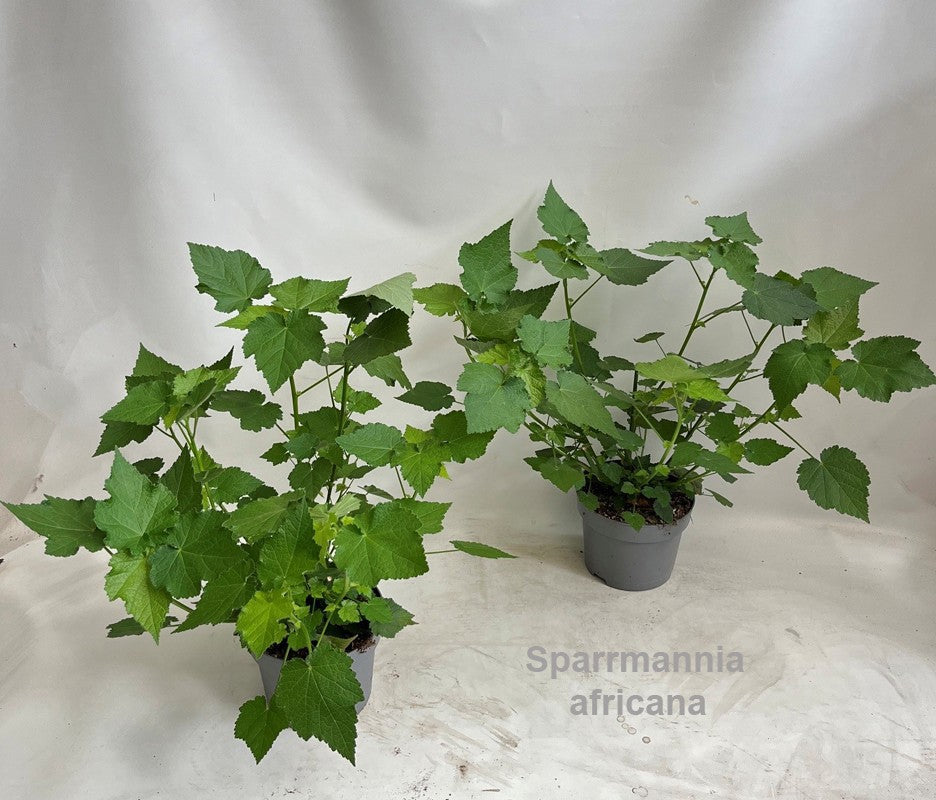 Sparmannia africana (African linden) 55cm 19cm Pot