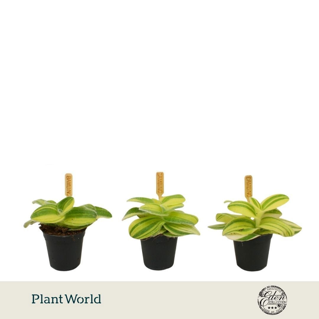 Tradescantia zebrina 10cm 5.5cm Pot