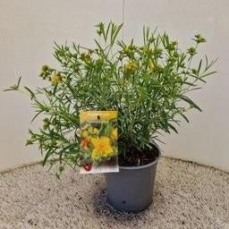 Hypericum Gemo 35cm 17cm Pot