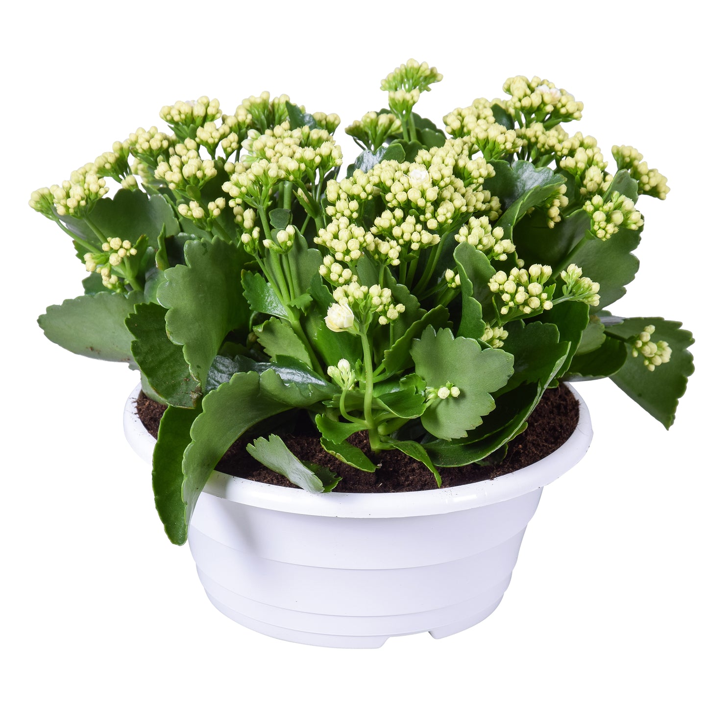 Kalanchoe Perfecta White 25cm 23cm Pot