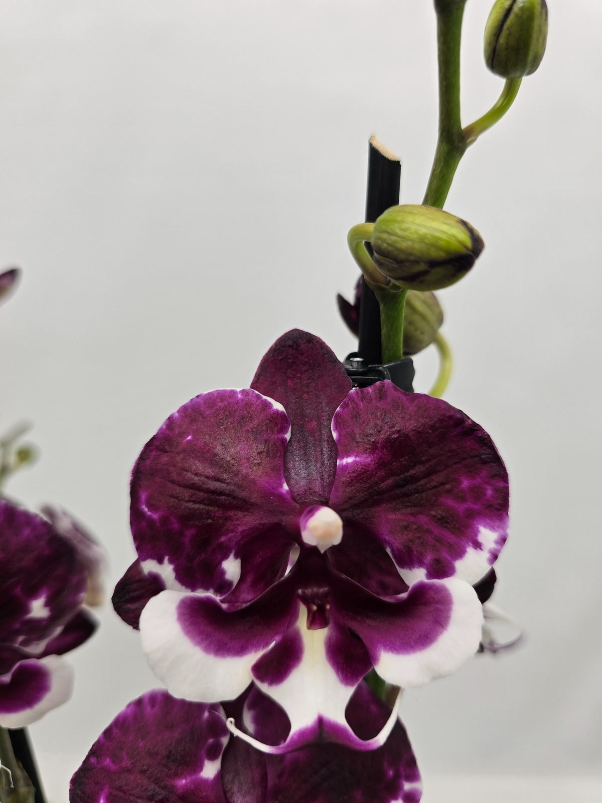 Phalaenopsis Hybrid 55cm 12cm Pot