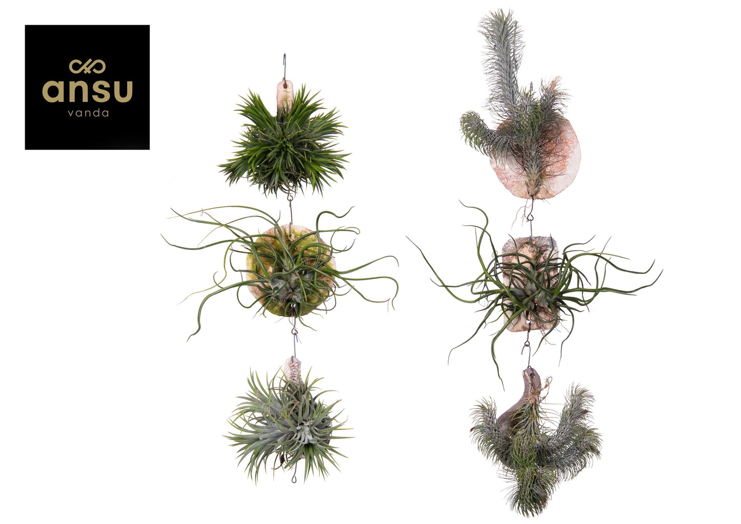Tillandsia Creative red 15cm 10cm Pot