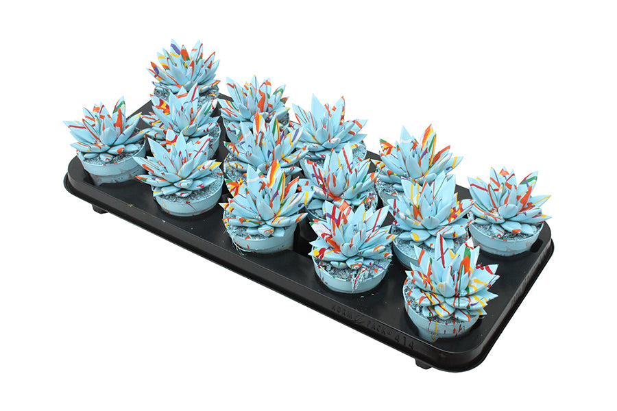 Echeveria colored Splash pastel blue 11cm 8.5cm Pot