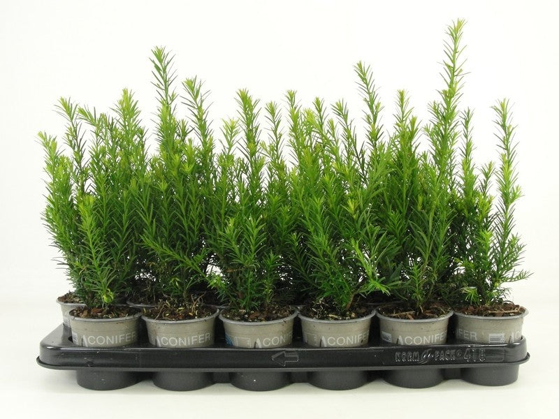 Taxus media Greenland 20cm 9cm Pot