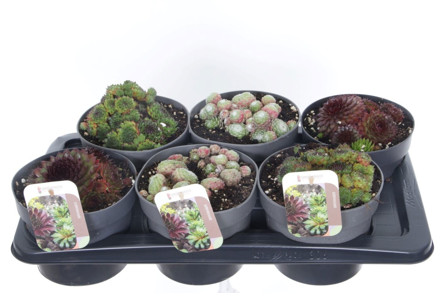 Noordpoel BV, Kw. de Sempervivum mix Pack of 6