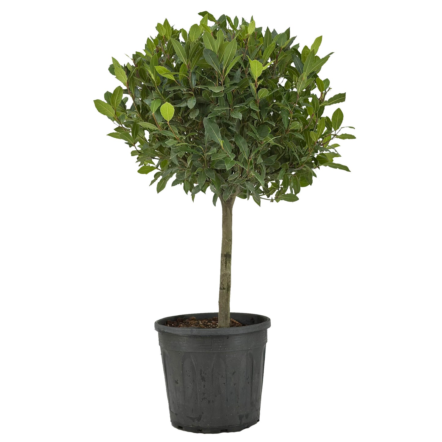Laurus nobilis 110cm 30cm Pot