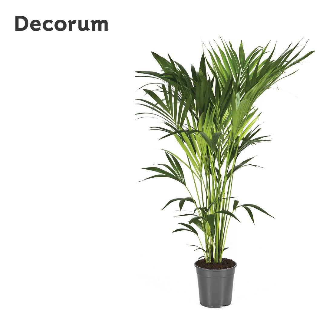 Howea forsteriana 140cm 24cm Pot