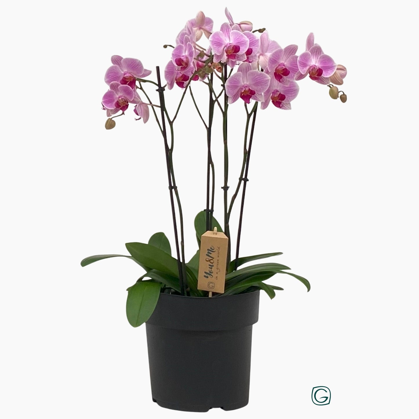Phalaenopsis pink 75cm 23cm Pot