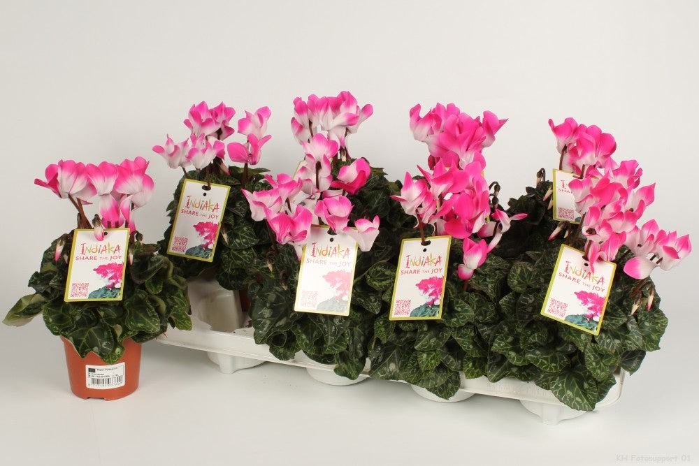Cyclamen Indiaka 21cm 10.5cm Pot