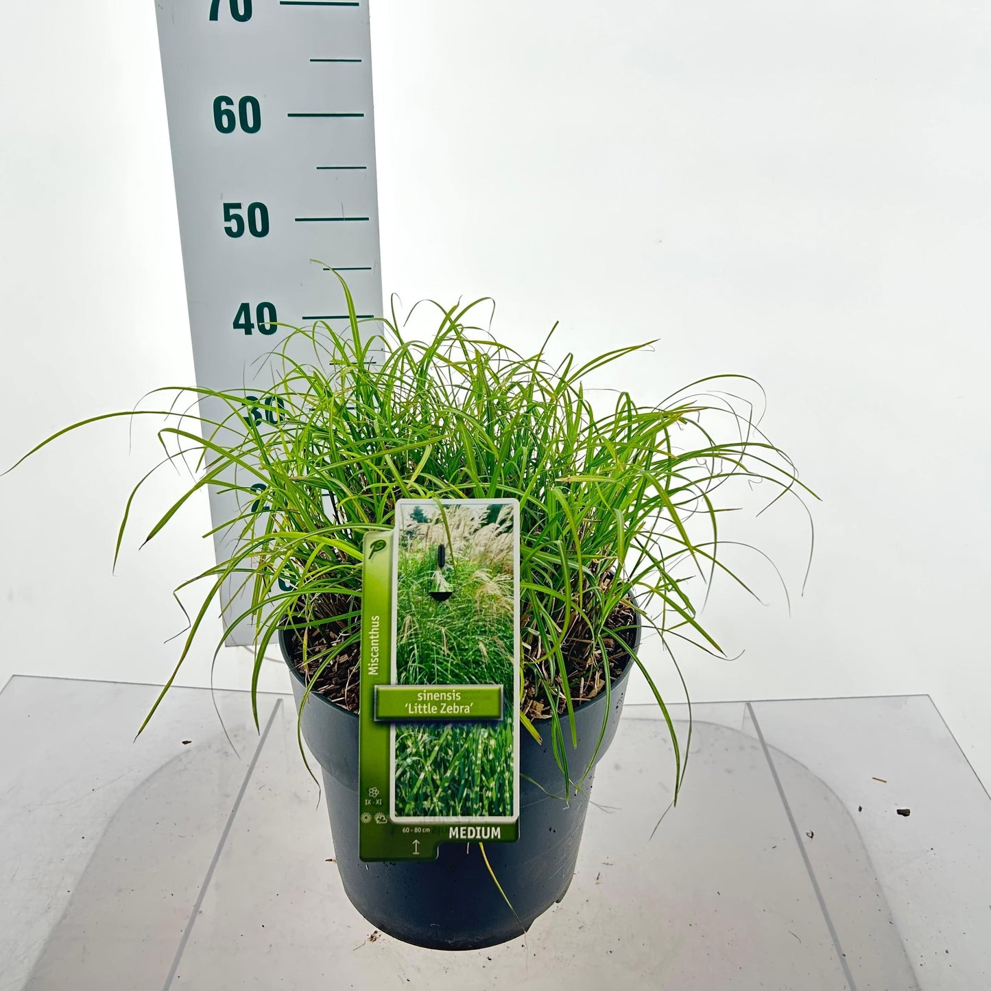 Miscanthus sinensis 60cm 29cm Pot
