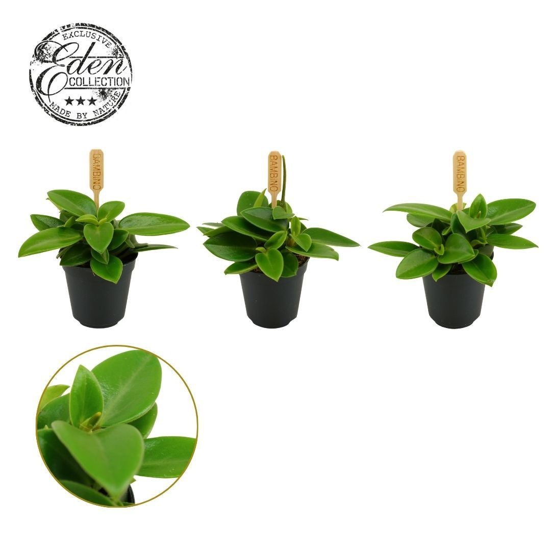 Peperomia Pixie 10cm 505cm Pot