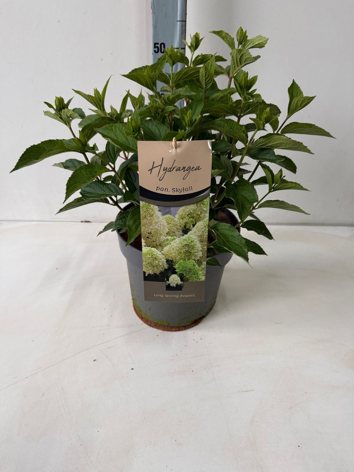 Hydrangea pan. Skyfall 60cm 26cm Pot