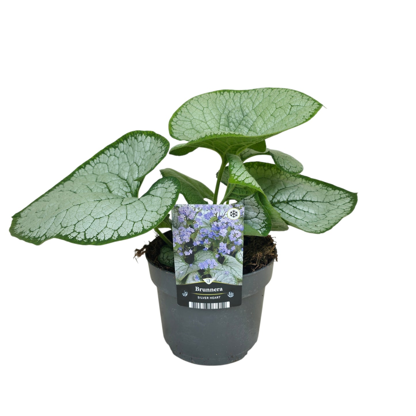 Brunnera Silver Heart 40cm 17cm Pot