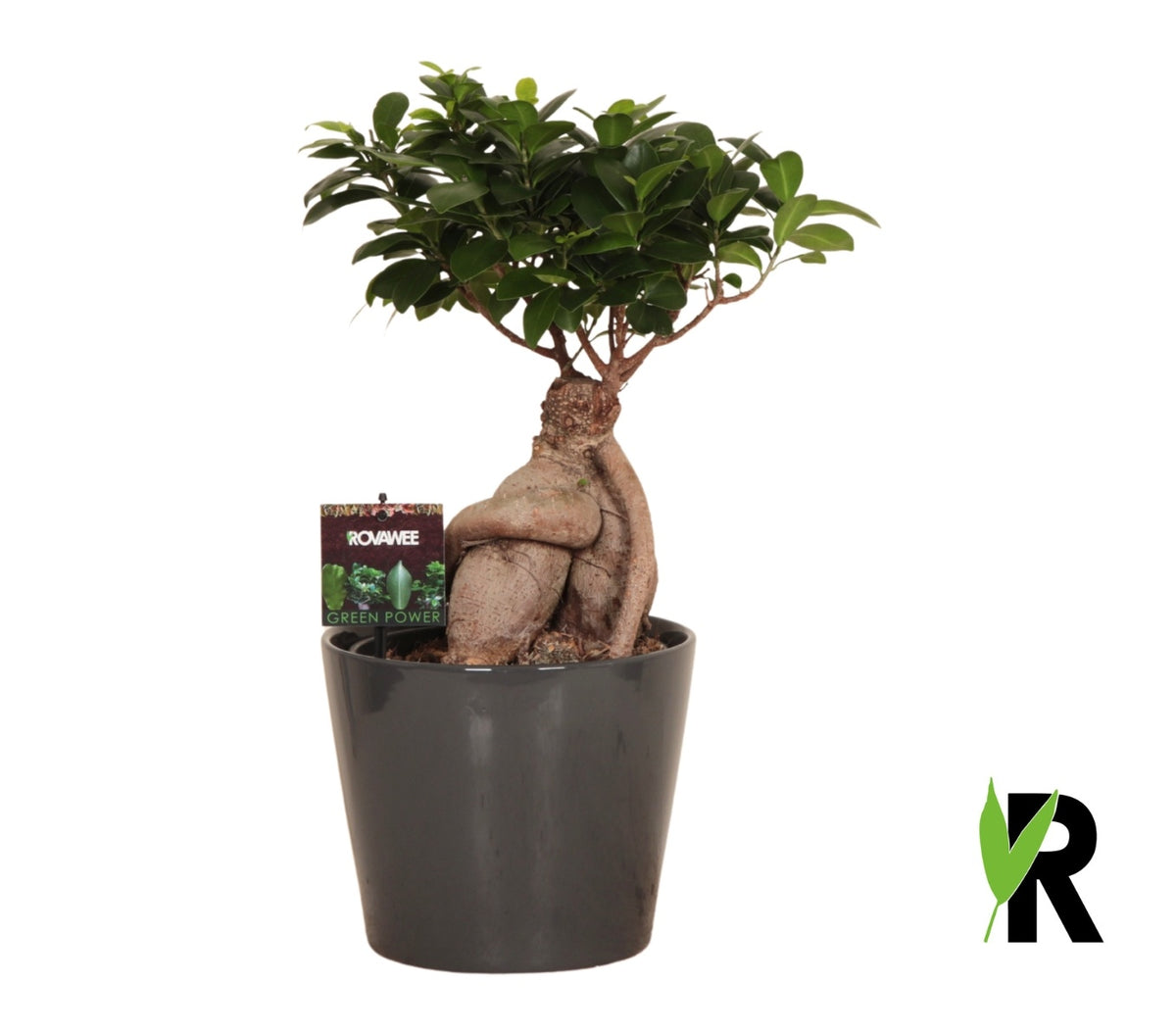 Ficus Ginseng 45cm 21cm Pot
