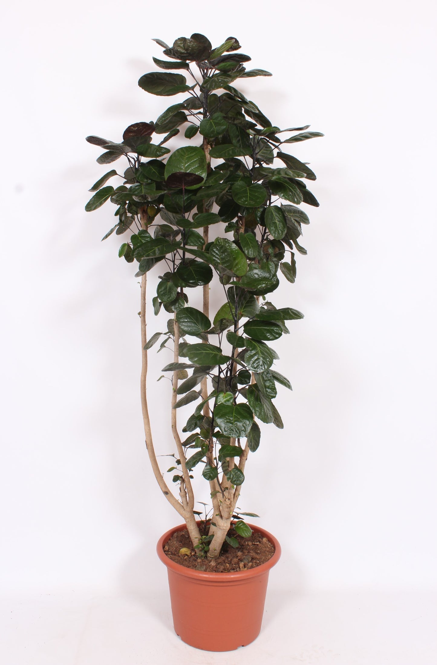 Polyscias Fabian 210cm 45cm Pot